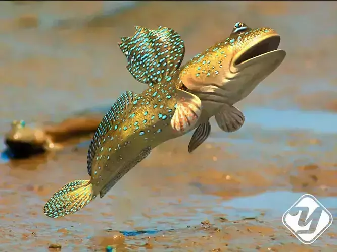 BBoleophthalmus Pectinirostris 3d Model