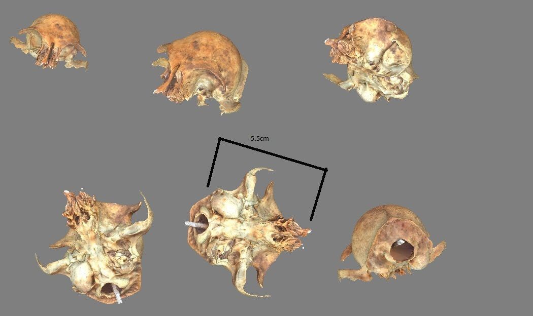 Small photorealistic rodents skull Low-poly 3D model_15