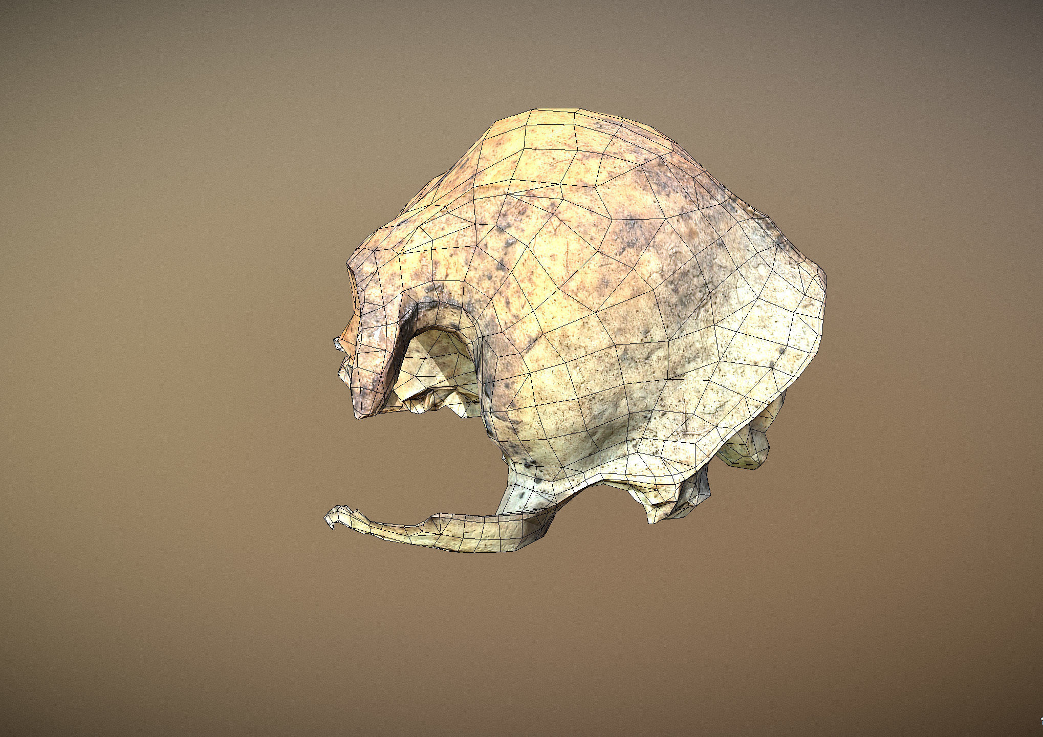Small photorealistic rodents skull Low-poly 3D model_7