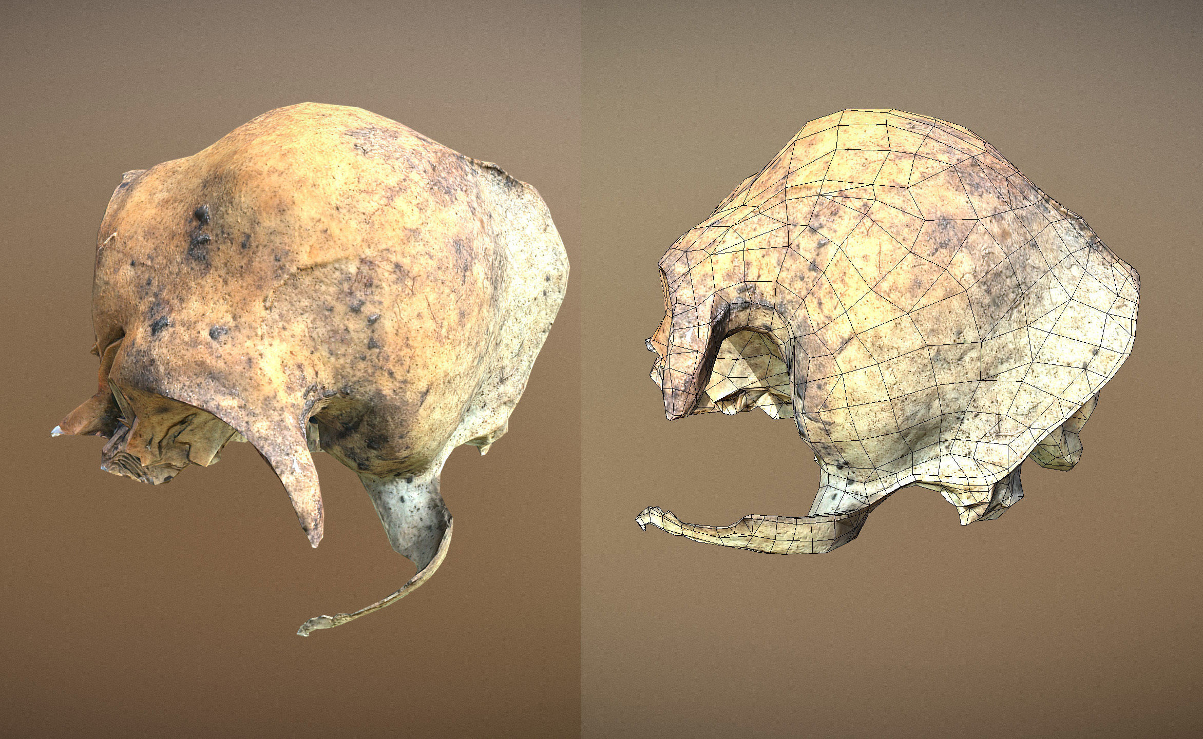Small photorealistic rodents skull Low-poly 3D model_3