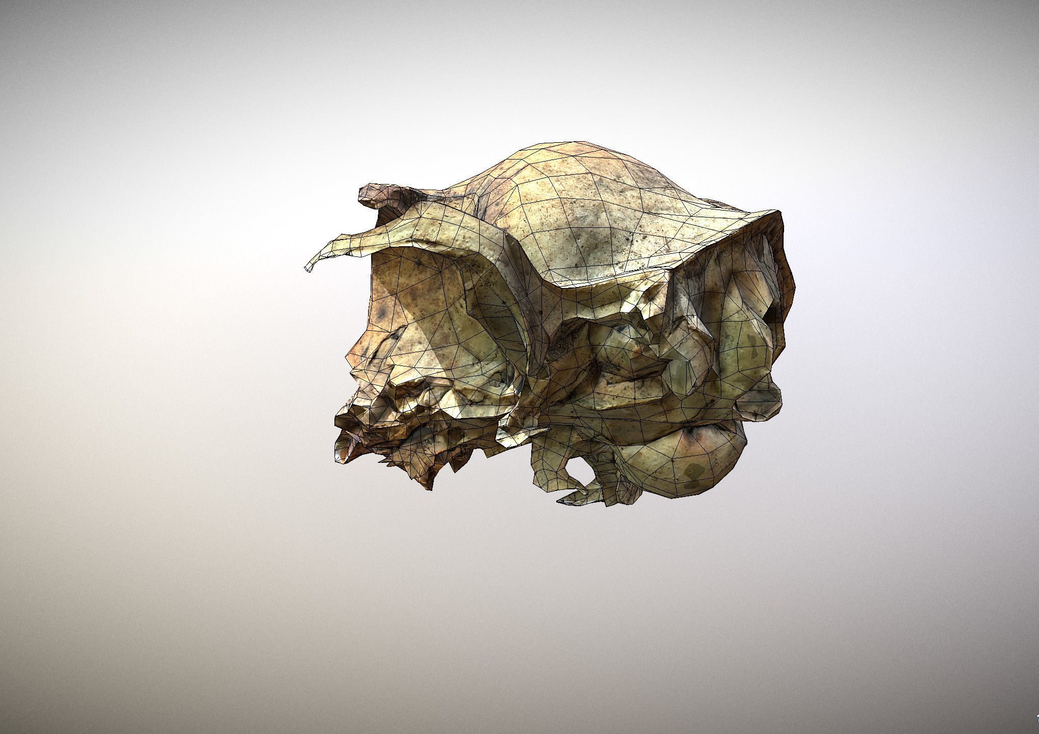 Small photorealistic rodents skull Low-poly 3D model_10