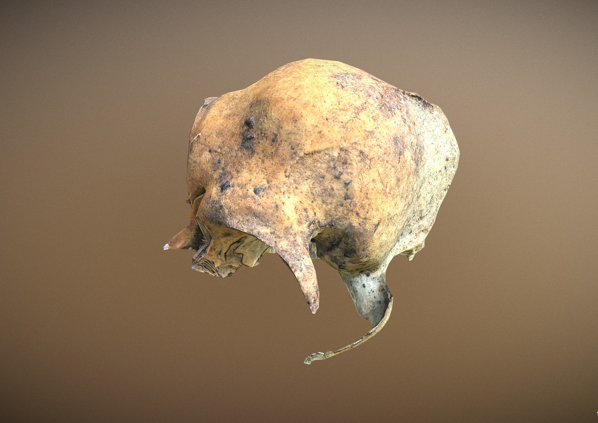 Small photorealistic rodents skull Low-poly 3D model_12