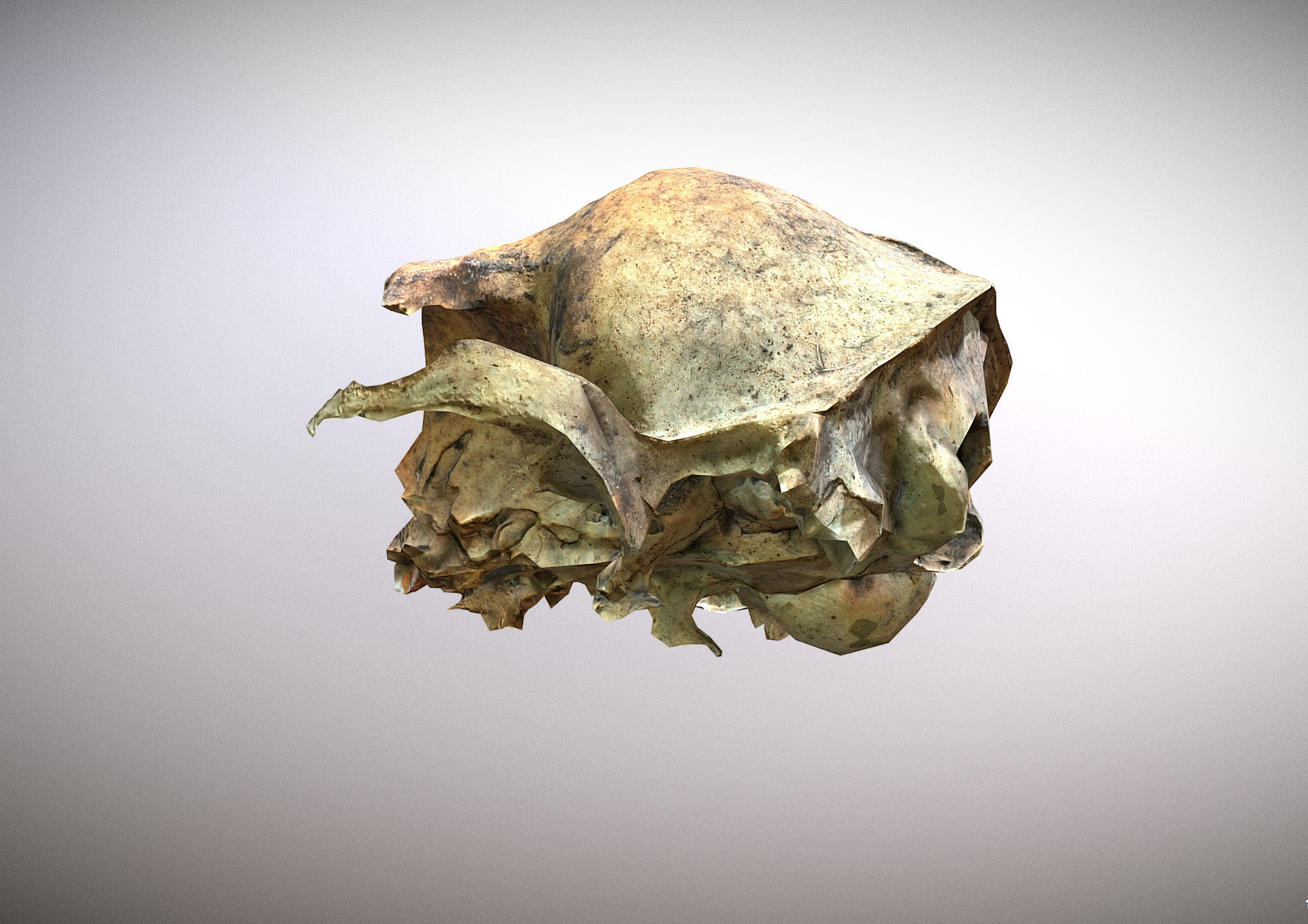 Small photorealistic rodents skull Low-poly 3D model_5