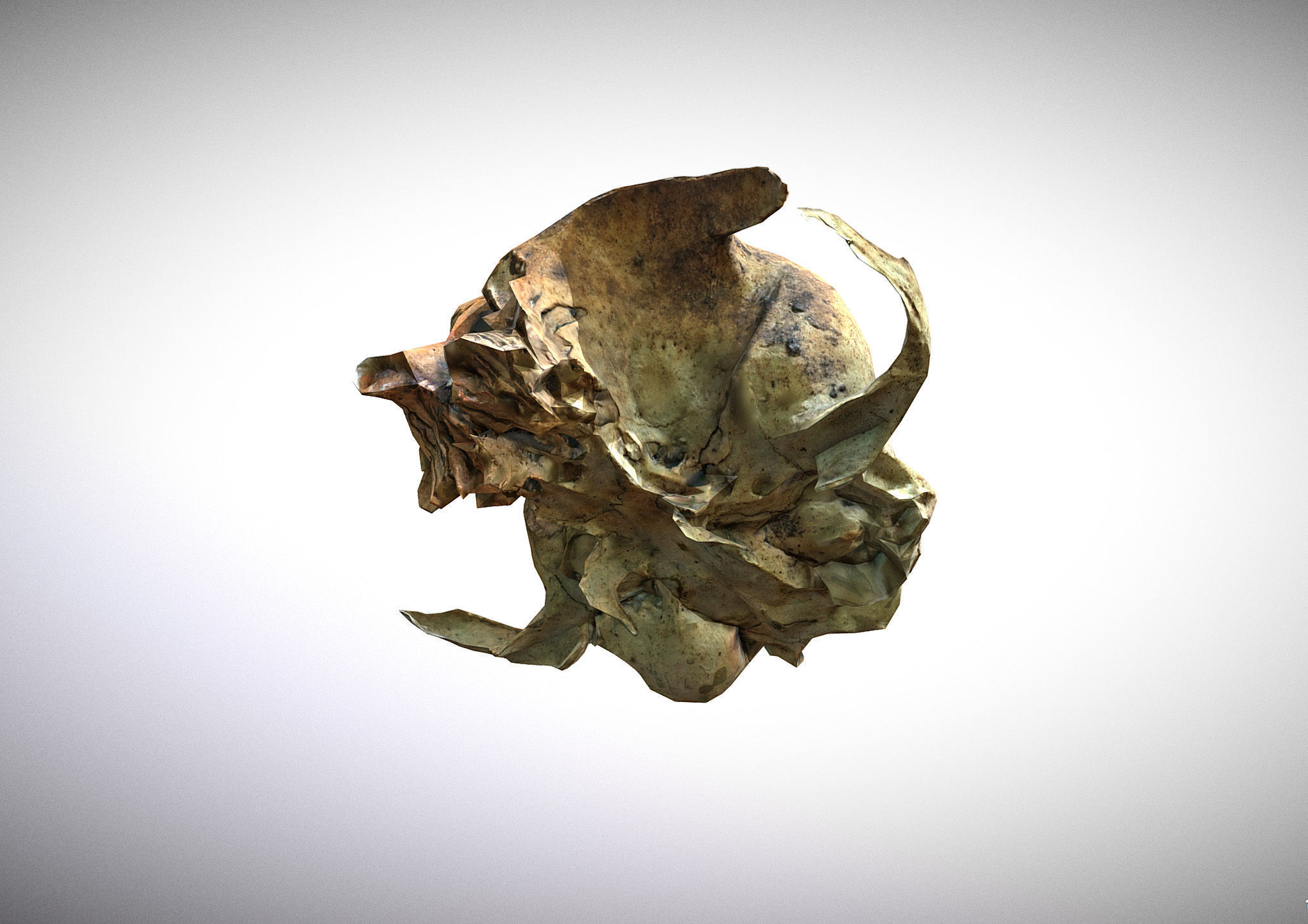 Small photorealistic rodents skull Low-poly 3D model_11