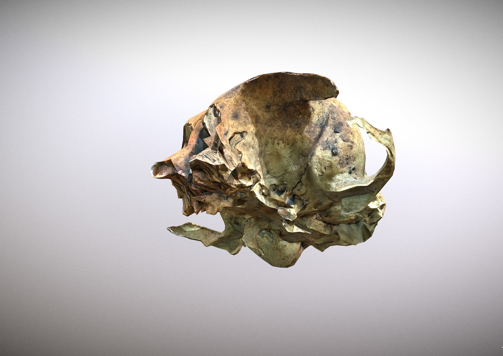 Small photorealistic rodents skull Low-poly 3D model_8