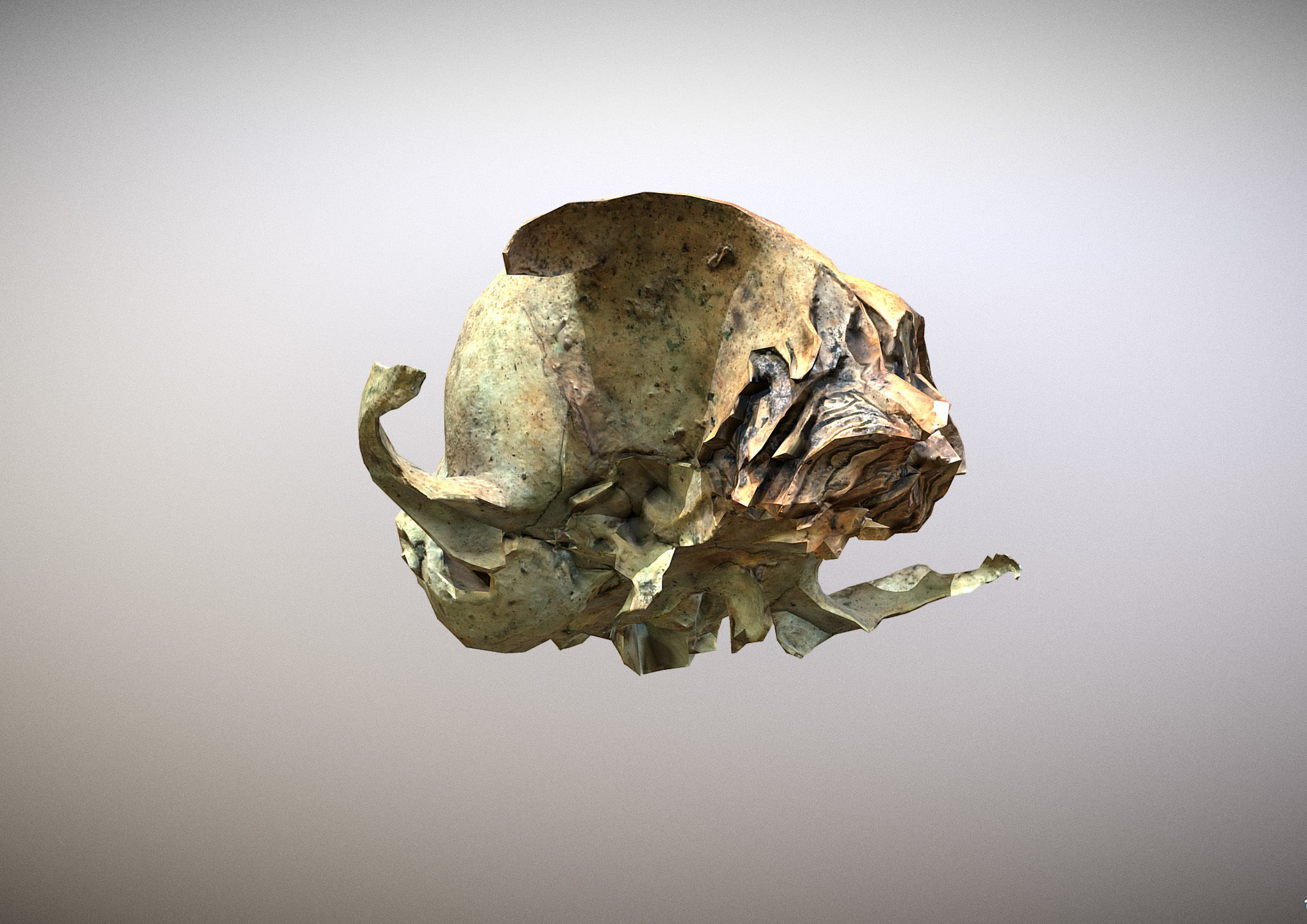 Small photorealistic rodents skull Low-poly 3D model_6