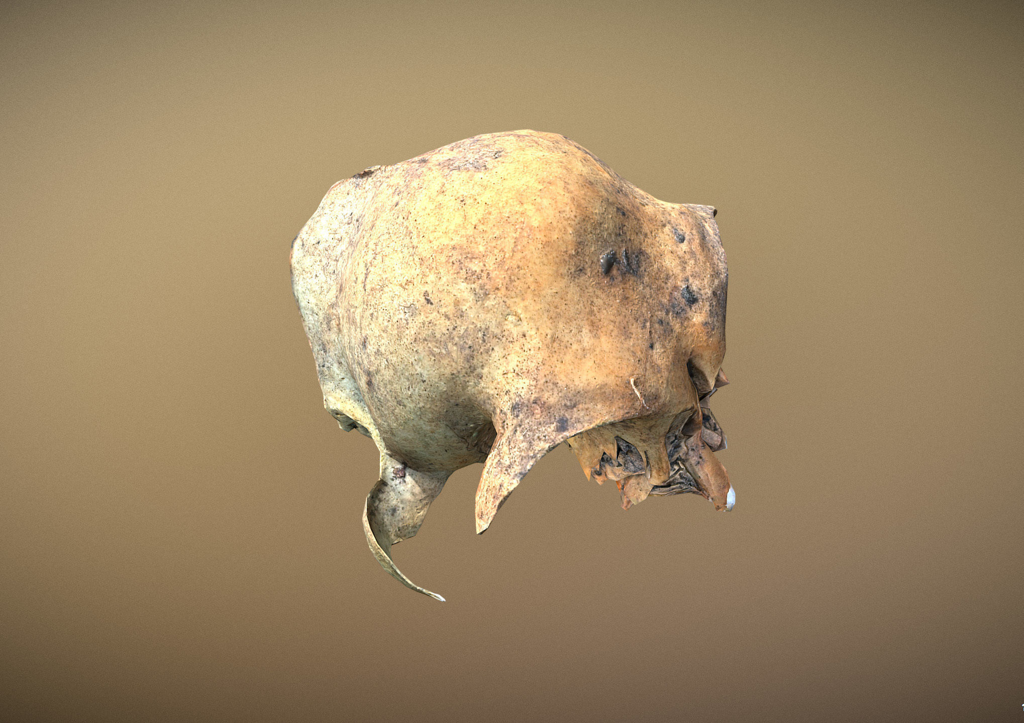 Small photorealistic rodents skull Low-poly 3D model_4