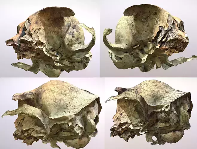 Small photorealistic rodents skull Low-poly 3D model