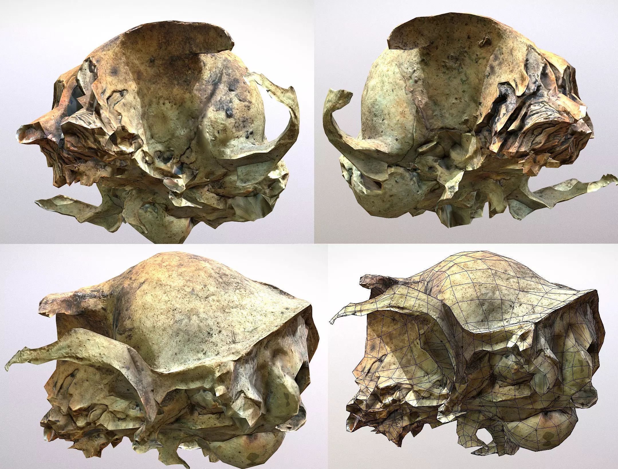 Small photorealistic rodents skull Low-poly 3D model_0
