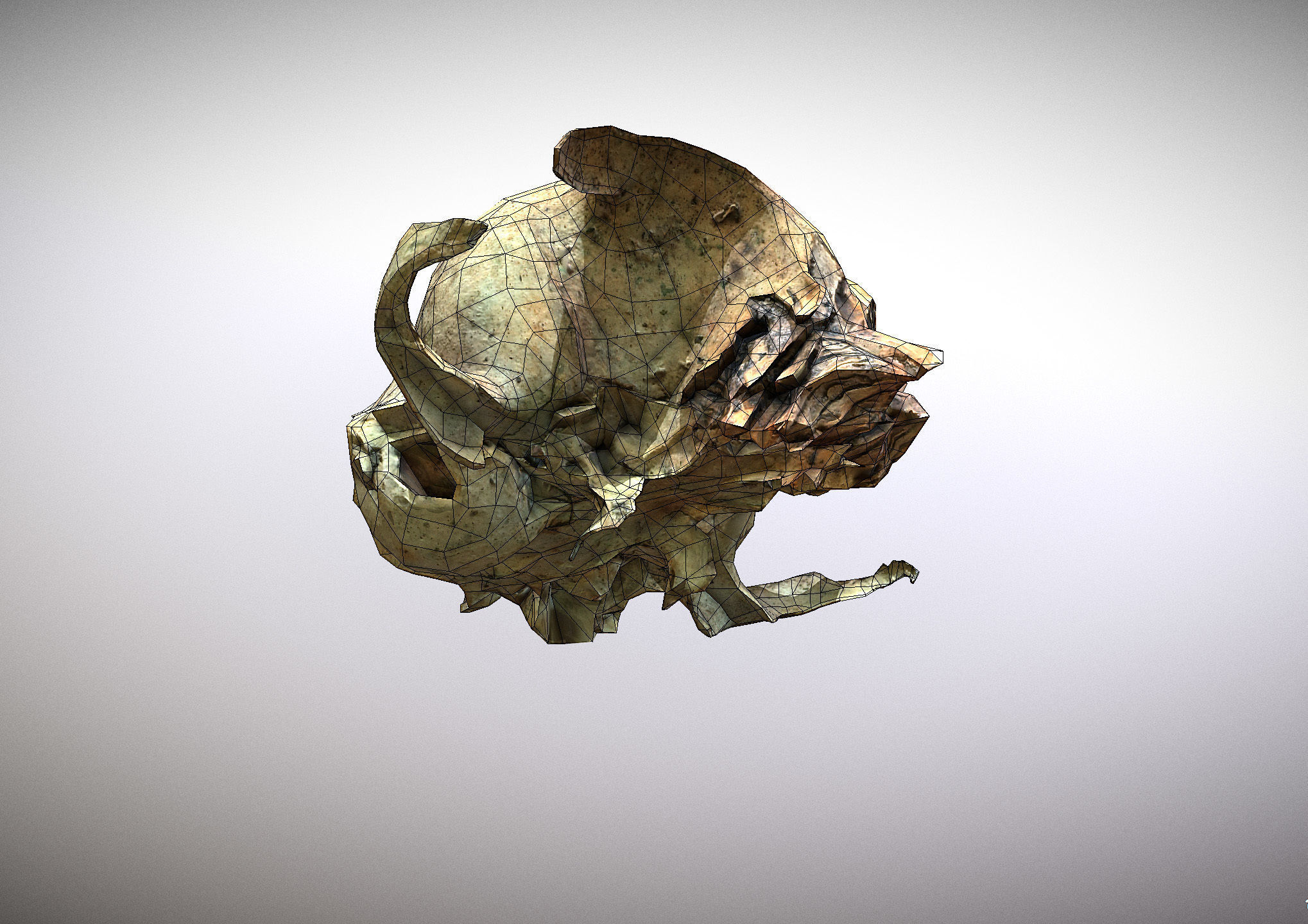 Small photorealistic rodents skull Low-poly 3D model_13