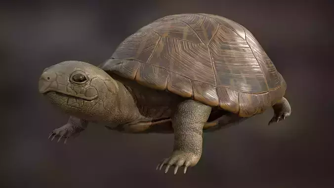 Realistic Turtle 3D model