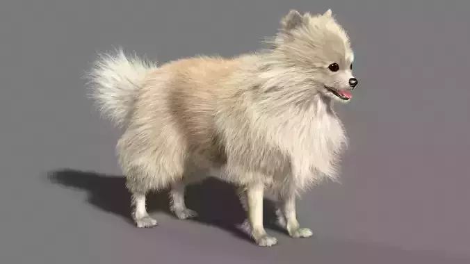 Pomeranian dog 3D model