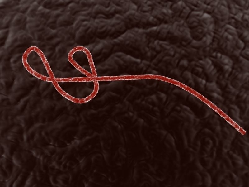 Ebola virus 3D model_2