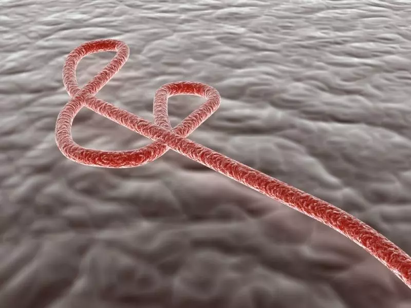 Ebola virus 3D model_0