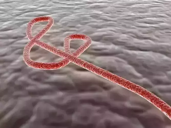 Ebola virus