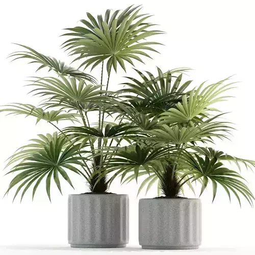 Plants collection 94