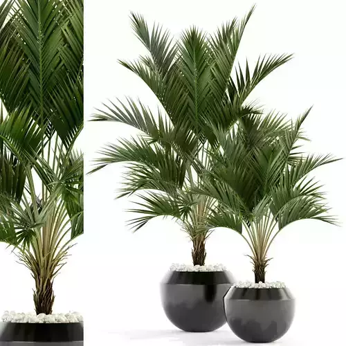 Plants collection 95