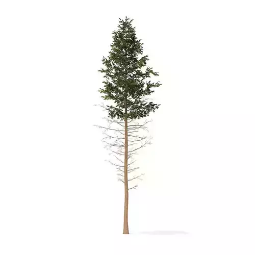 Pine Tree 28point5m