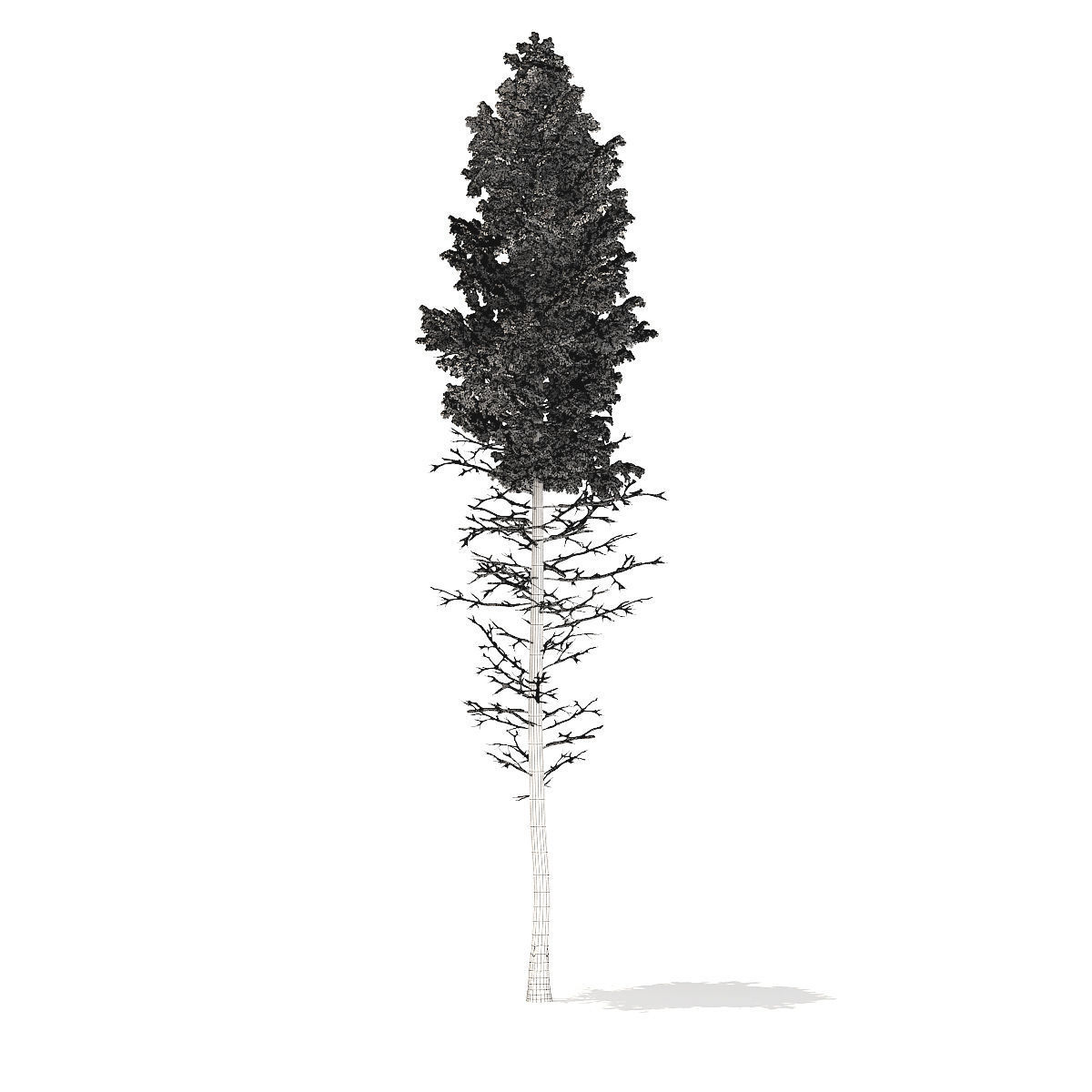 Pine Tree with Snow 28point5m 3D model_7
