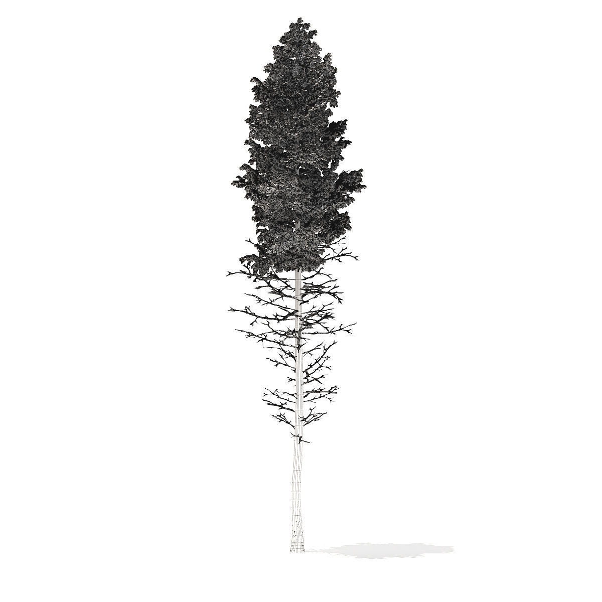 Pine Tree with Snow 28point5m 3D model_5