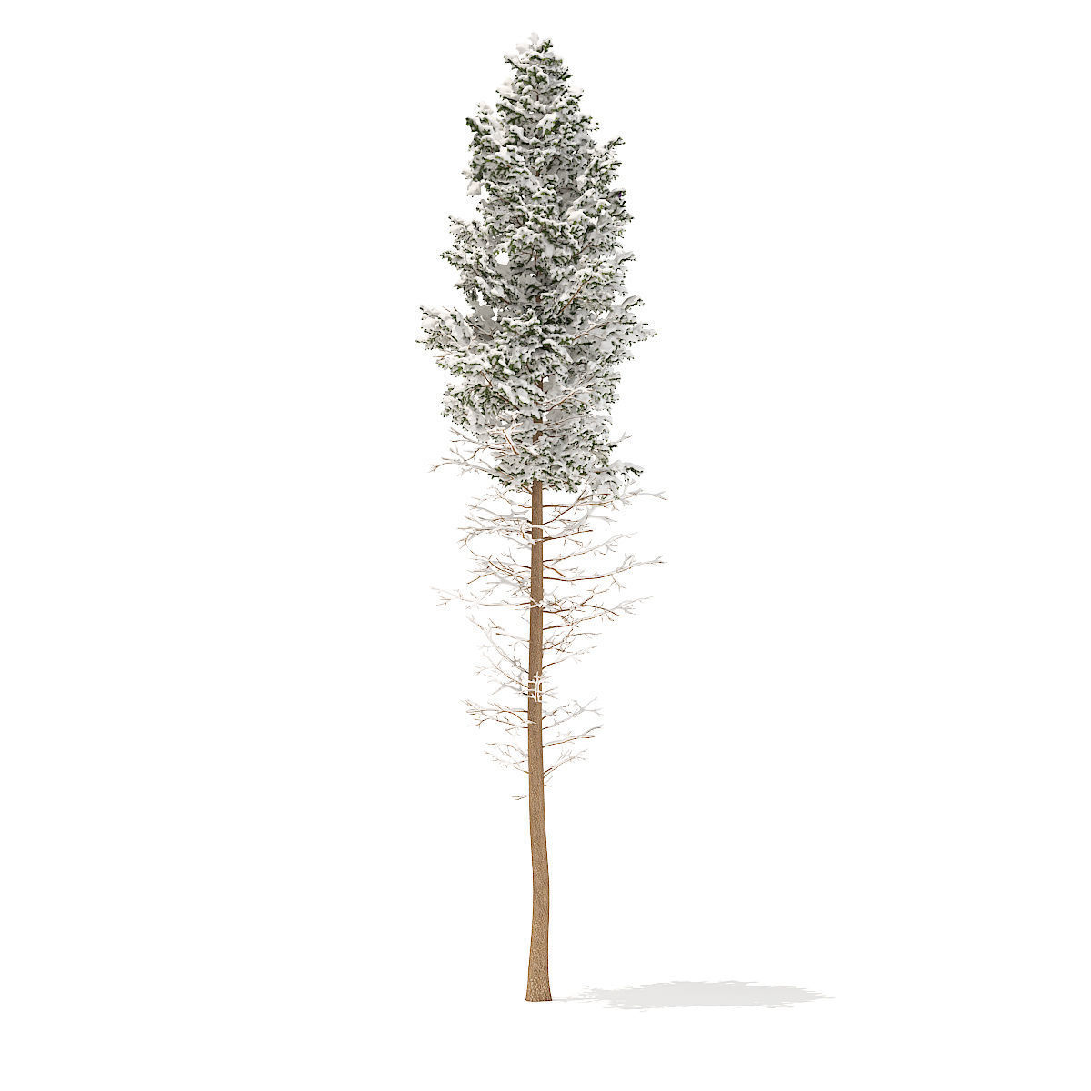 Pine Tree with Snow 28point5m 3D model_3