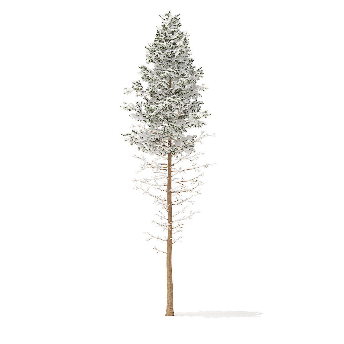 Pine Tree with Snow 28point5m 3D model_2