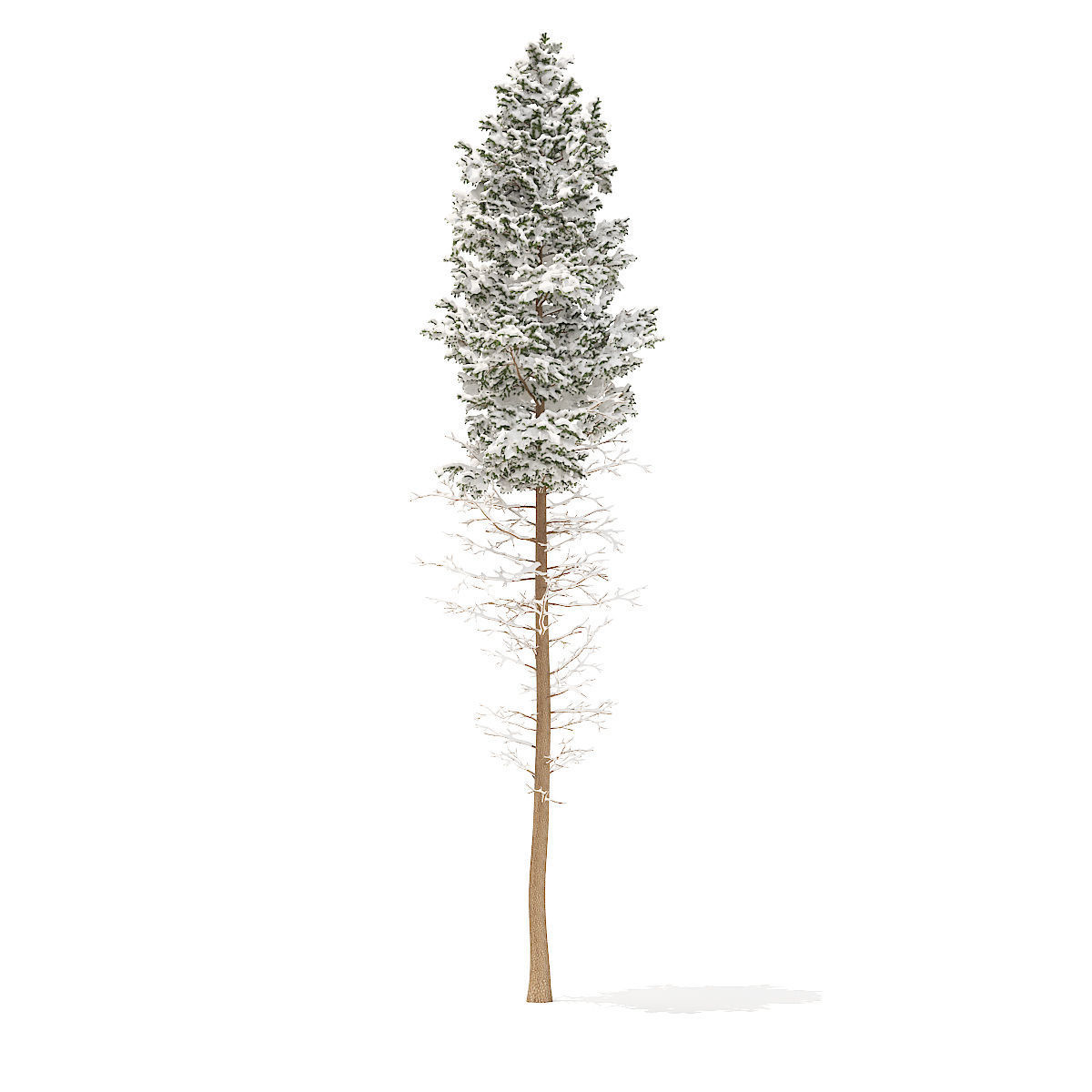 Pine Tree with Snow 28point5m 3D model_1
