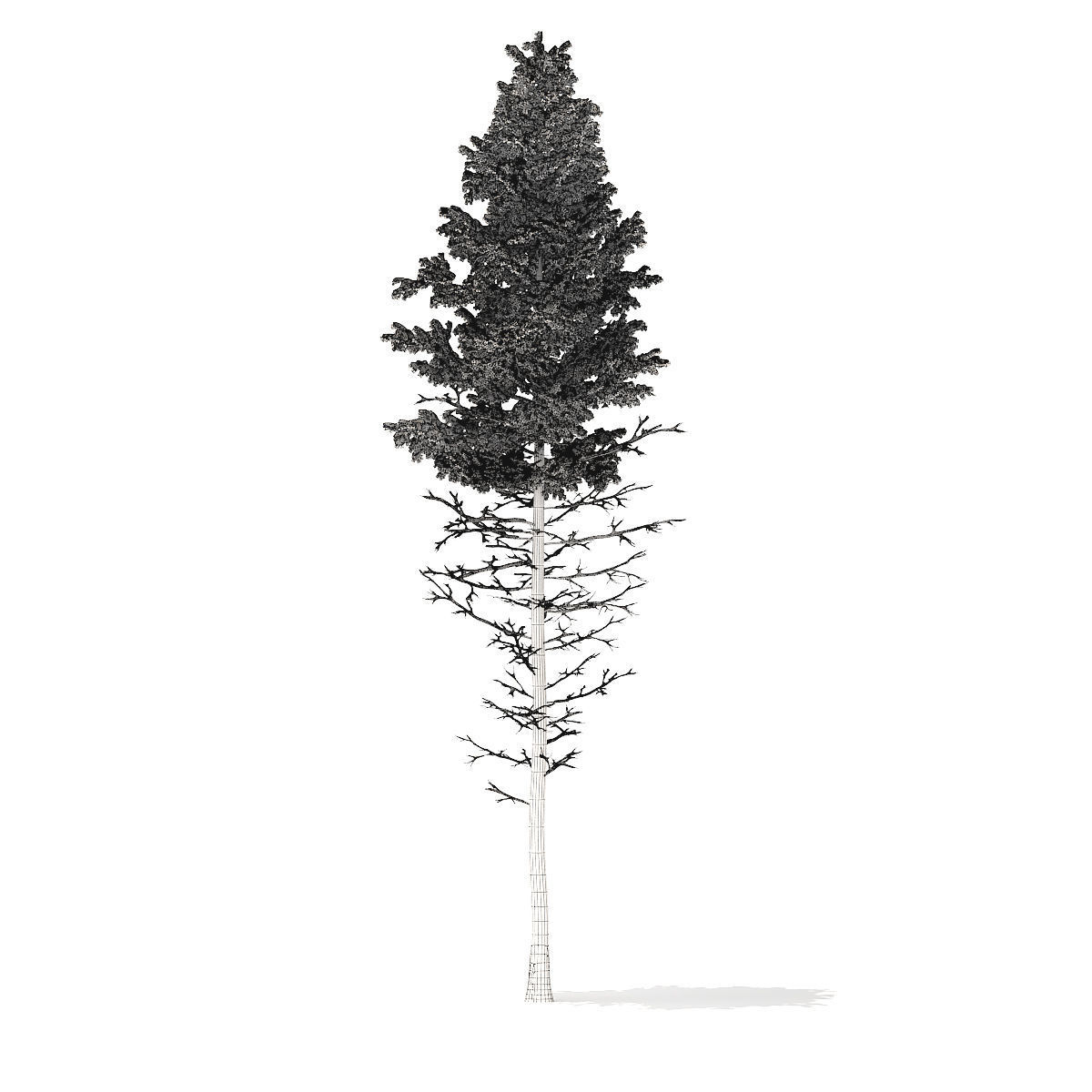 Pine Tree with Snow 28point5m 3D model_6