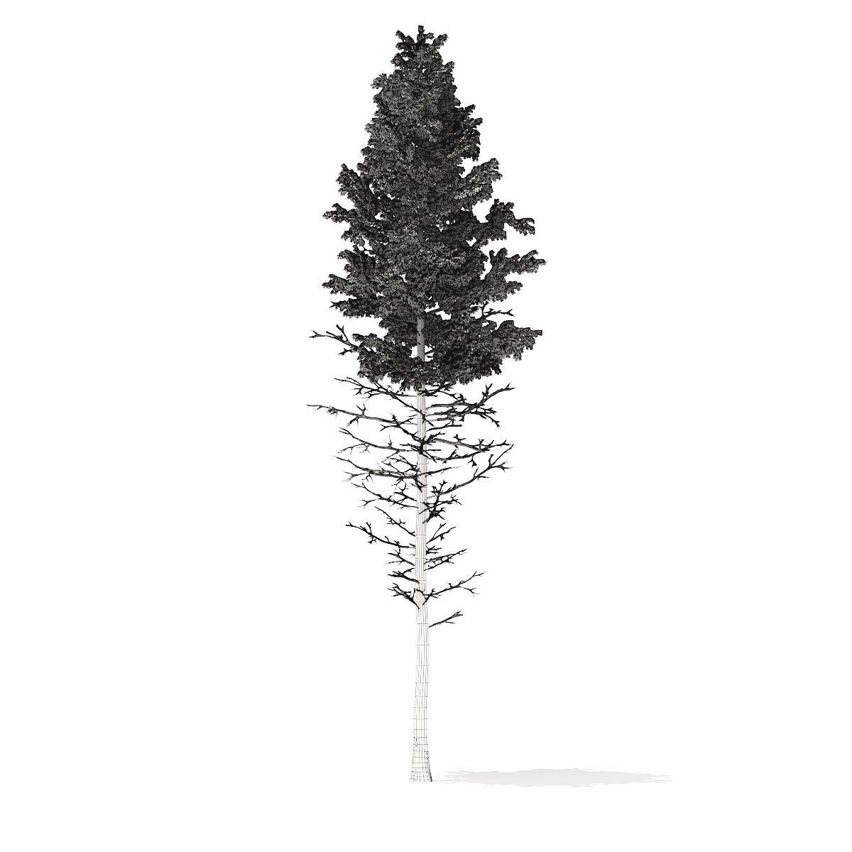 Pine Tree with Snow 28point5m 3D model_4