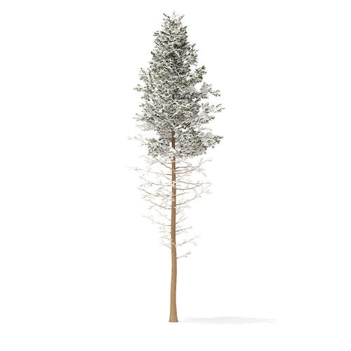 Pine Tree with Snow 28point5m 3D model