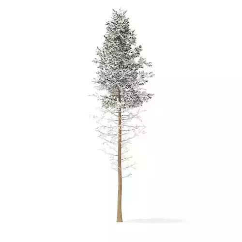 Pine Tree with Snow 28point5m 3D model