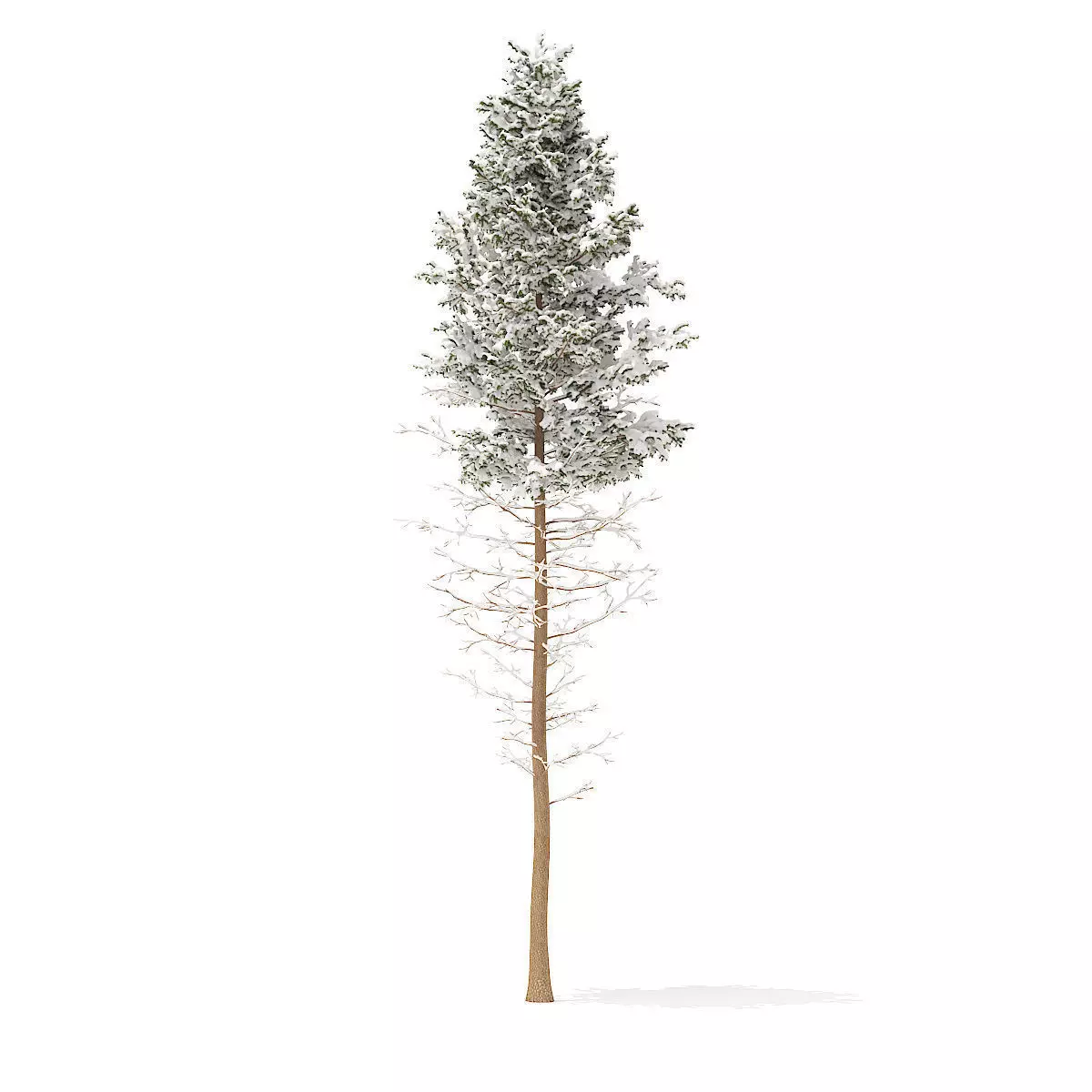 Pine Tree with Snow 28point5m 3D model_0