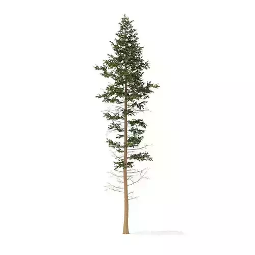 Pine Tree 25m