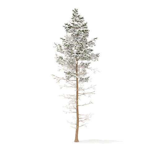 Pine Tree with Snow 16m 3D model