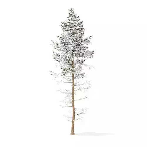 Pine Tree with Snow 16m