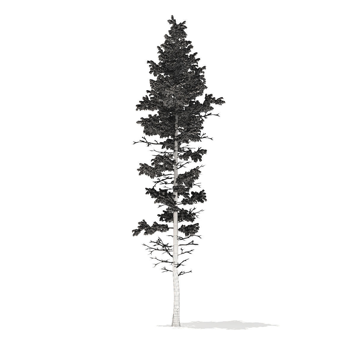 Pine Tree with Snow 25m 3D model_7