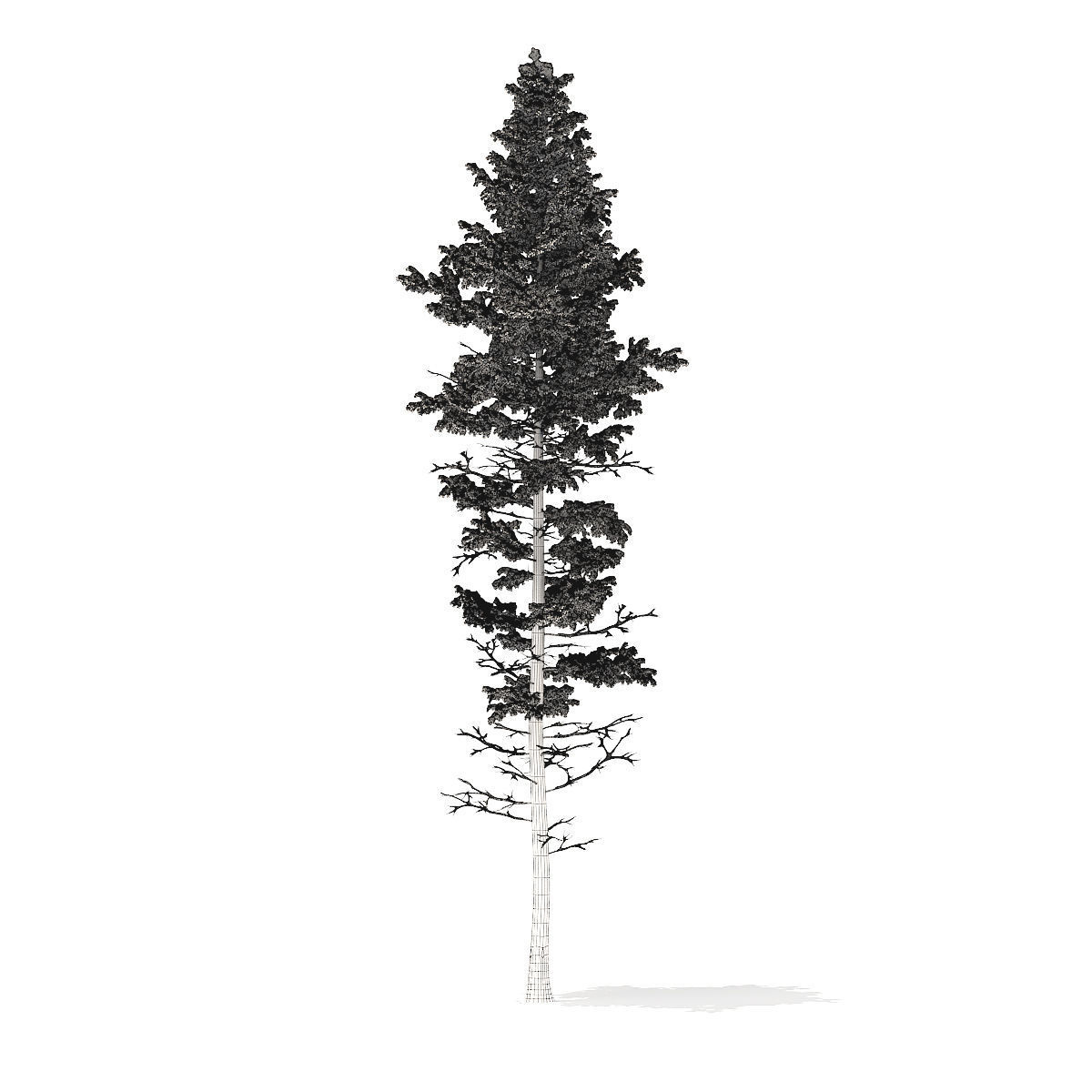 Pine Tree with Snow 25m 3D model_4