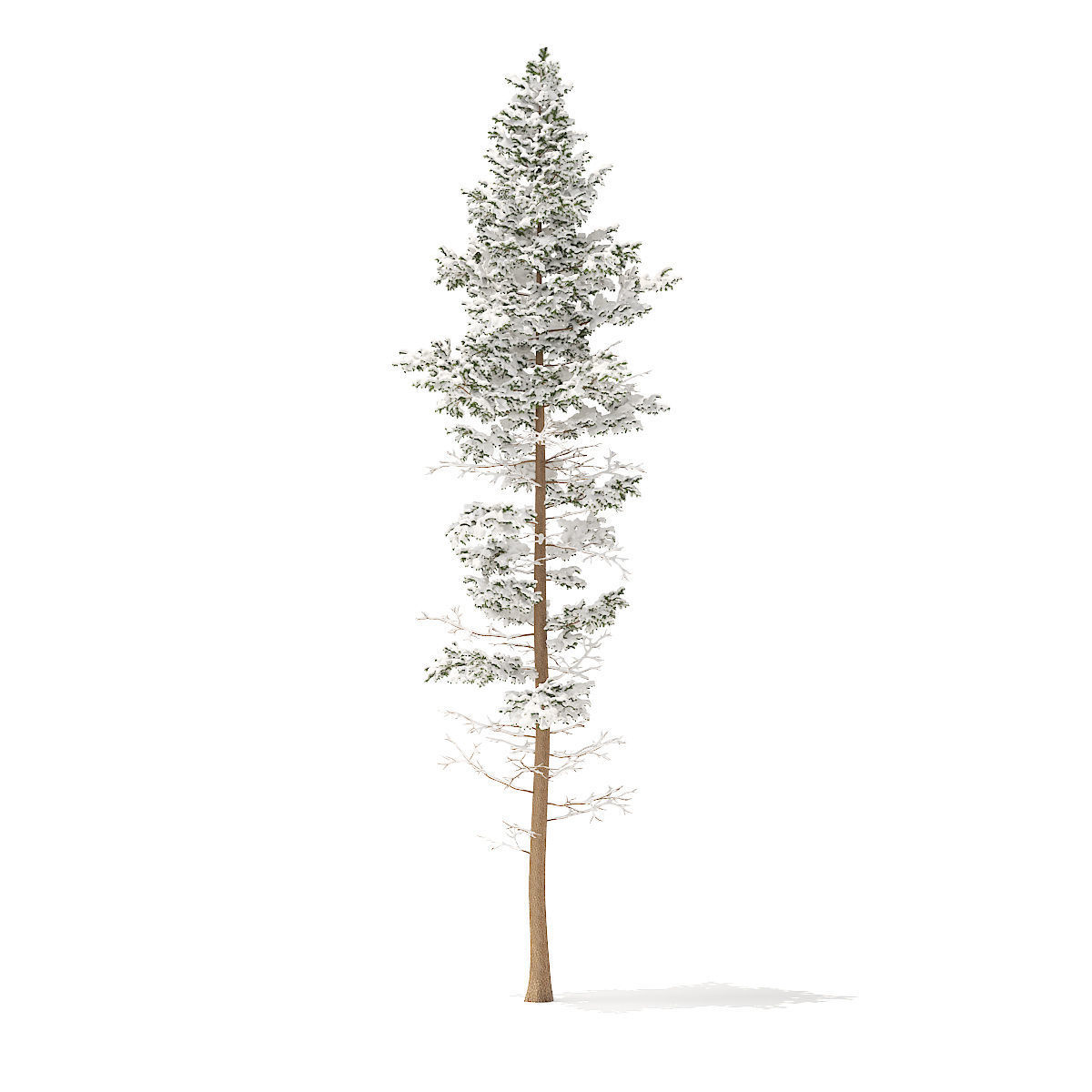 Pine Tree with Snow 25m 3D model_2