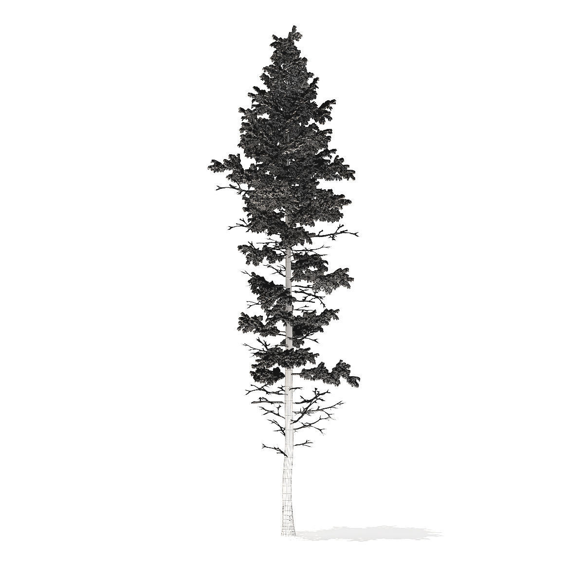 Pine Tree with Snow 25m 3D model_5