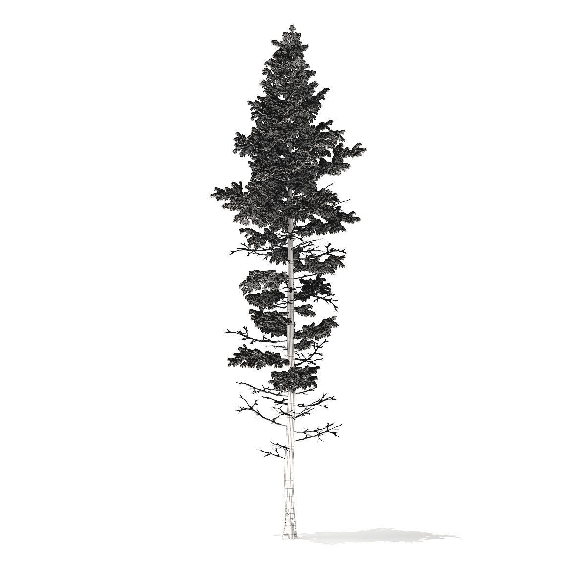 Pine Tree with Snow 25m 3D model_6