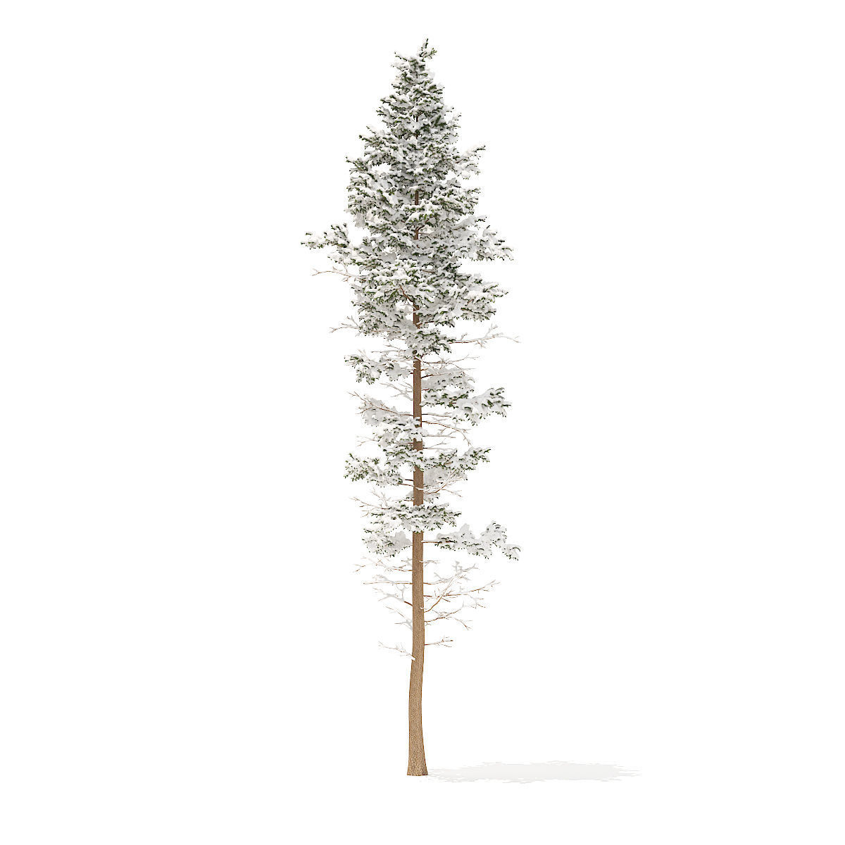Pine Tree with Snow 25m 3D model_1