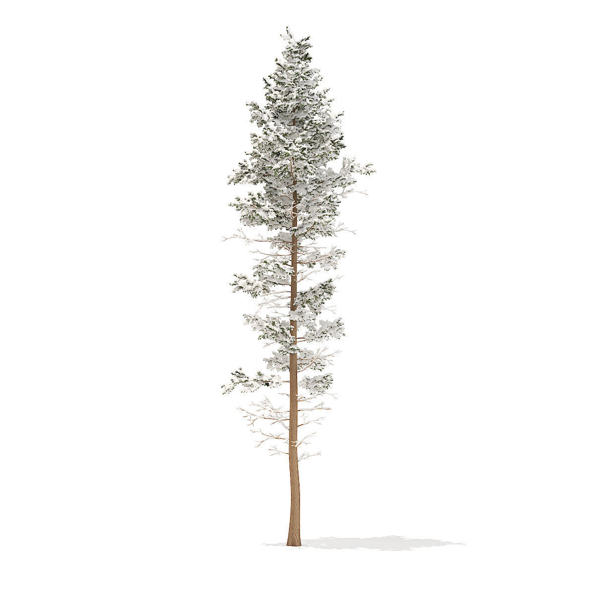 Pine Tree with Snow 25m 3D model_3