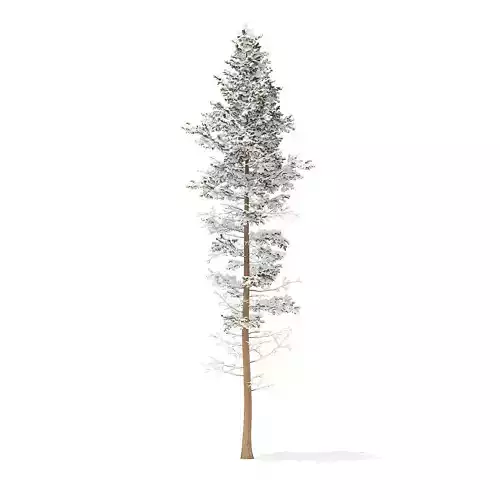 Pine Tree with Snow 25m
