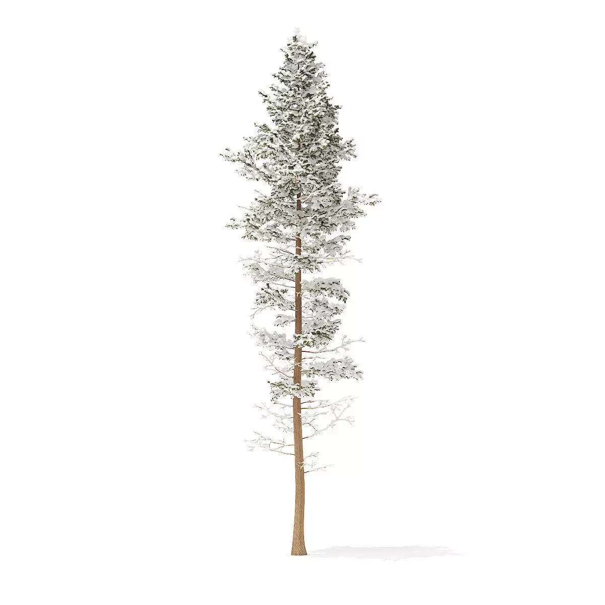Pine Tree with Snow 25m 3D model_0