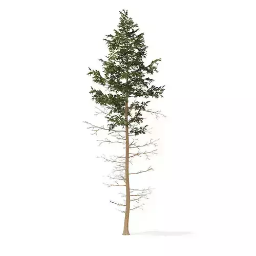 Pine Tree 16m