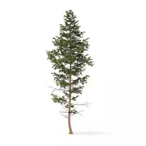 Pine Tree 14m