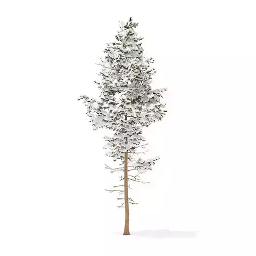 Pine Tree with Snow 10point2m