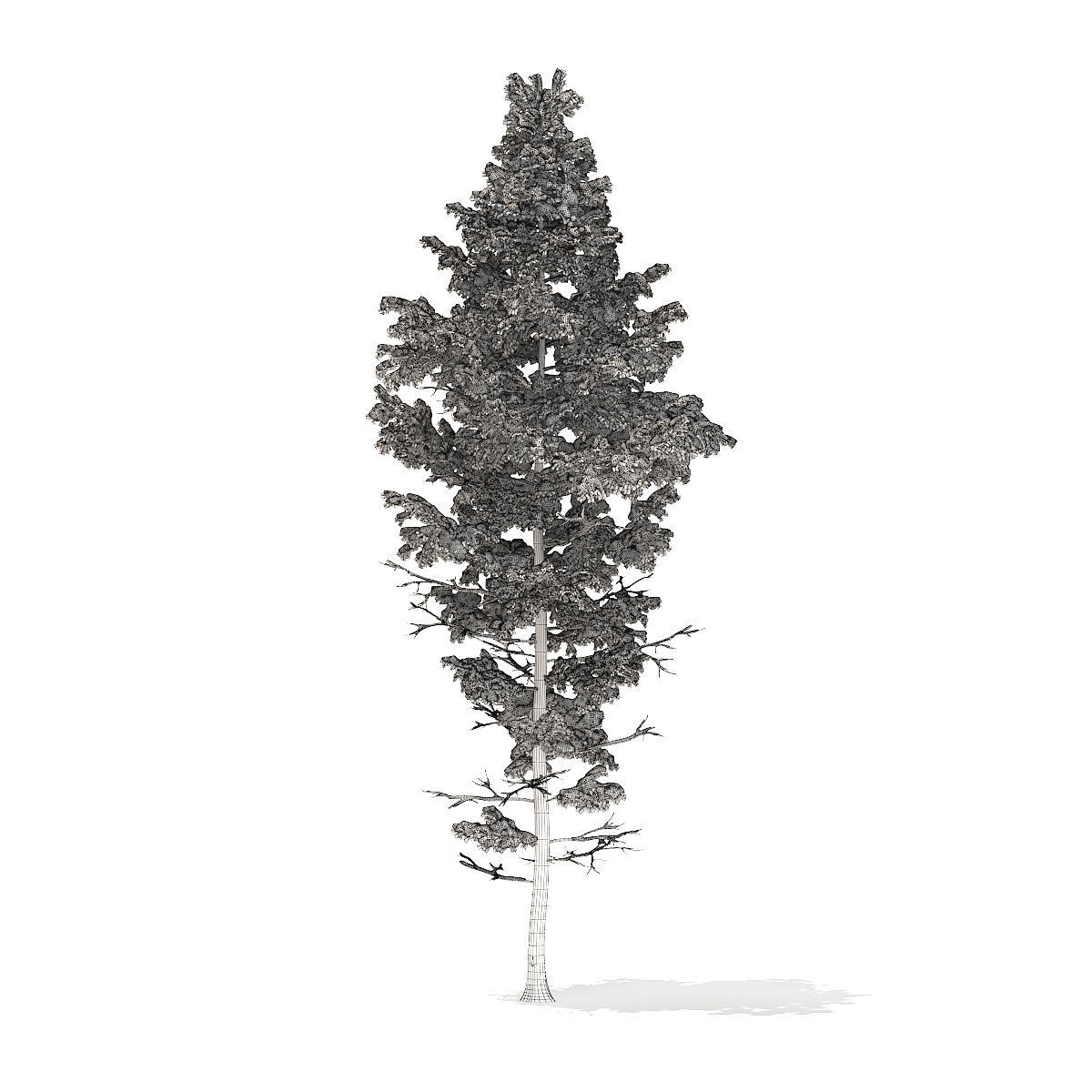 Pine Tree with Snow 14m 3D model_5
