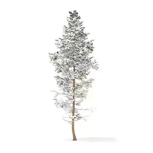 Pine Tree with Snow 14m 3D model