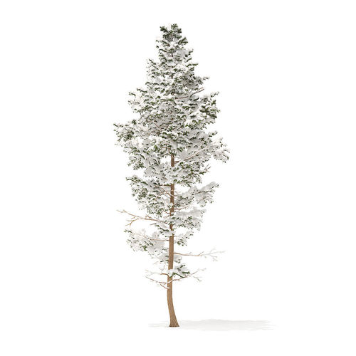 Pine Tree with Snow 14m 3D model